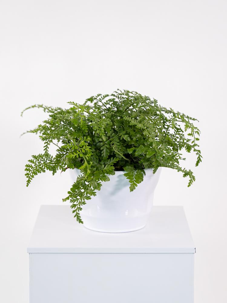 ASPLENIUM PARVATI CE0132 WHITE LUCID CER.