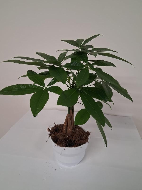 PACHIRA AQUATICA CE0132 WHITE LUCID CER.