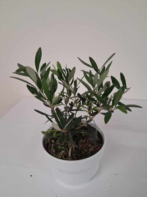 OLIVO CE0132 WHITE LUCID CER.