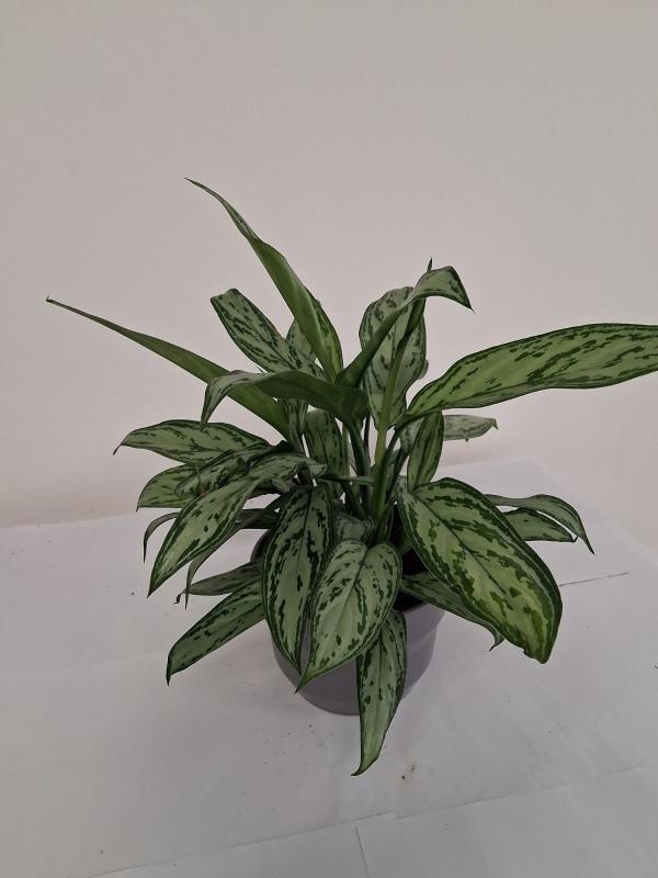 AGLAONEMA S. QUEEN 3P CE1609 GRIGIO BASALTO OPACO 