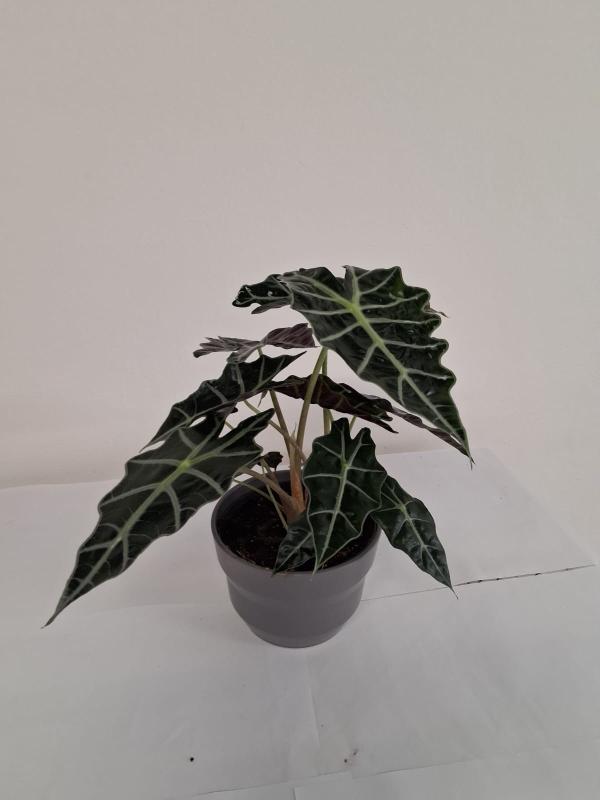 ALOCASIA A. POLLY CE1609 GRIGIO BASALTO OPACO CER.
