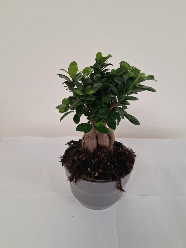 FICUS GINSENG GR150 CE1609 GRIGIO BASALTO OPACO CE