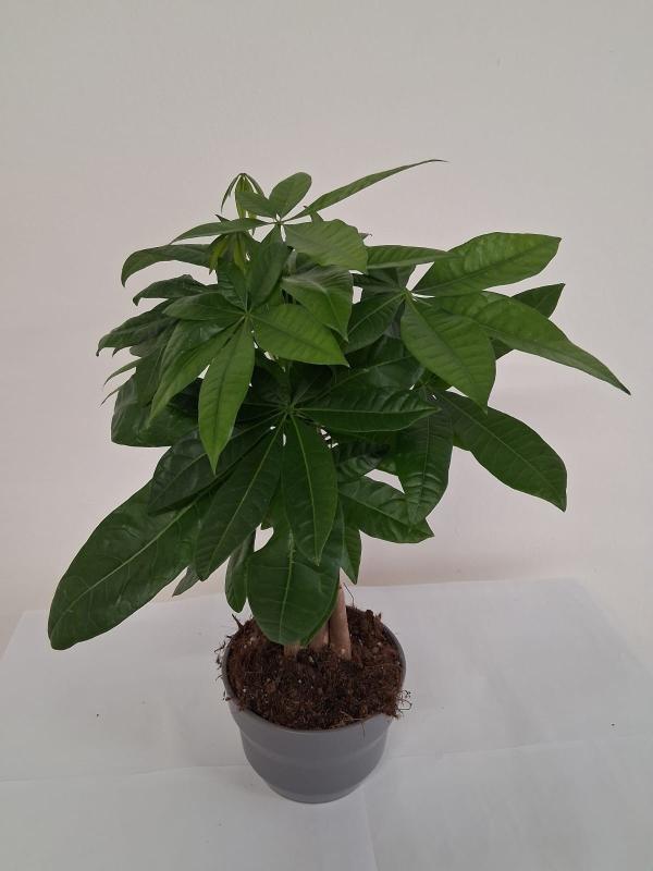 PACHIRA AQUATICA CE1609 GRIGIO BASALTO OPACO CER.