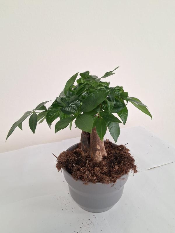 PACHIRA BONSAI 3PP CE1609 GRIGIO BASALTO OPACO CER