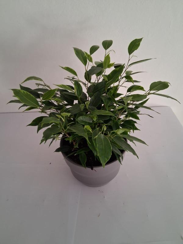 FICUS ANASTASIA PO1609 GRIGIO BASALTO OPACO POT.