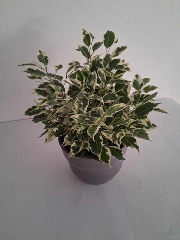 FICUS TWILIGHT PO1609 GRIGIO BASALTO OPACO POT.