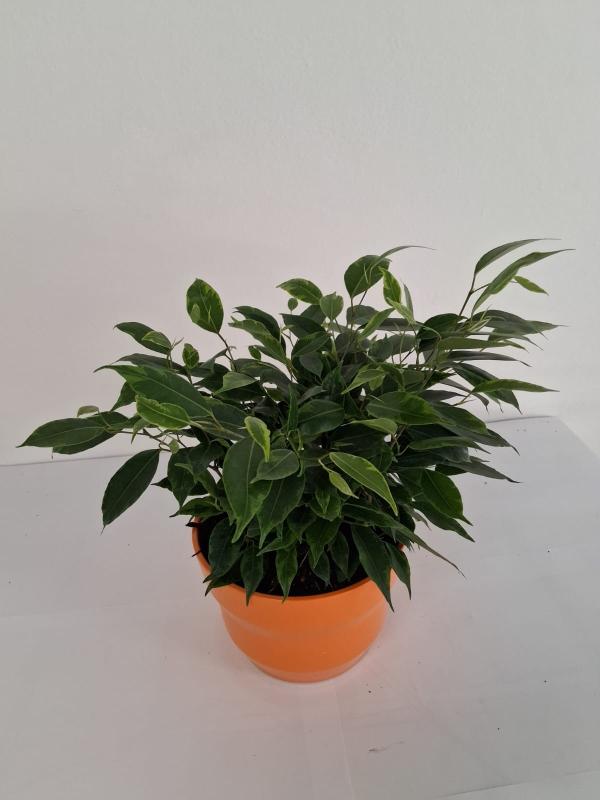 FICUS ANASTASIA PO3026 ARANCIO LUCIDO POT.