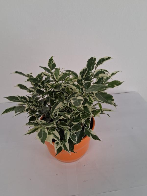FICUS TWILIGHT PO3026 ARANCIO LUCIDO POT.