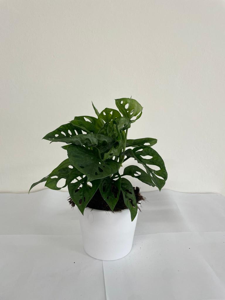 MONSTERA ADANSONII CE1711 BIANCO OPACO CER.