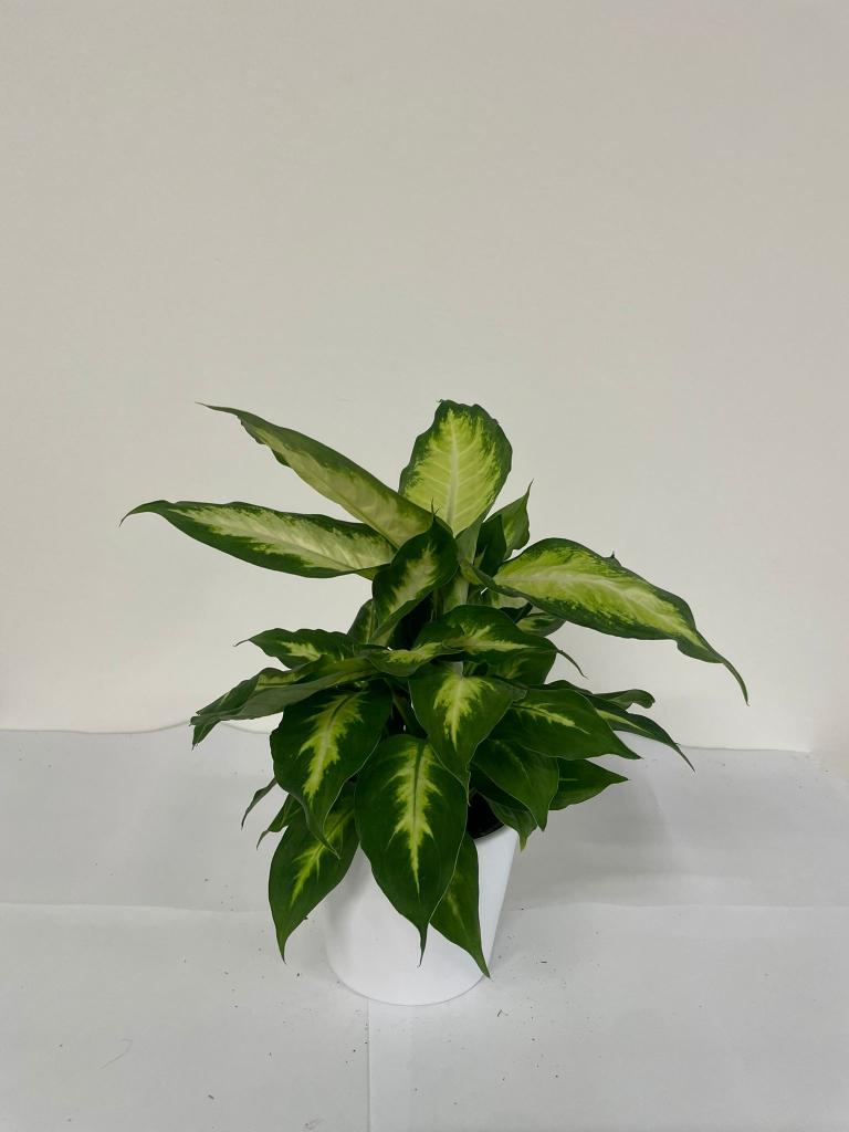 DIEFF. VESUVIO 1P CE1711 BIANCO OPACO CER.