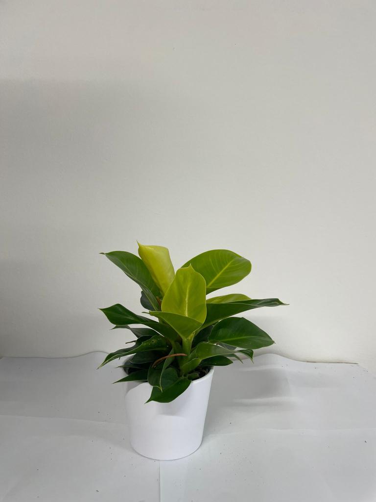 PHILODENDRON GOLDEN MOOLIGHT CE1711 BIANCO OPACO C