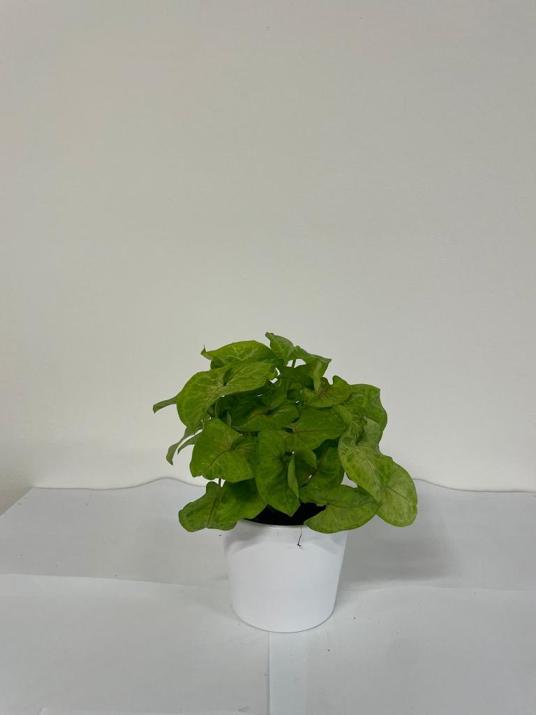 SYNGONIUM GOLDEN ALLUSION CE1711 BIANCO OPACO CER.