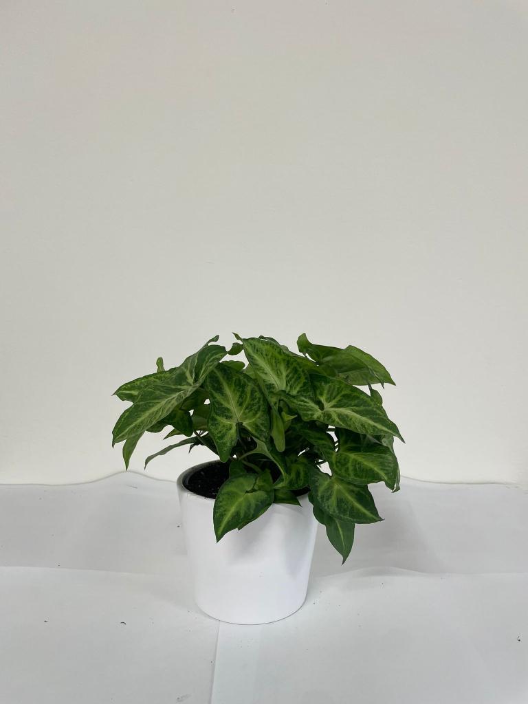SYNGONIUM ARROW CE1711 BIANCO OPACO CER.