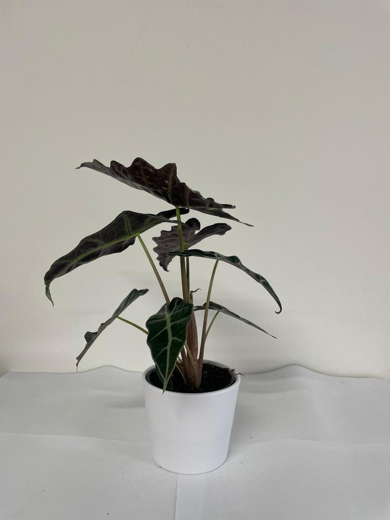ALOCASIA POLLY CE1711 BIANCO OPACO CER.