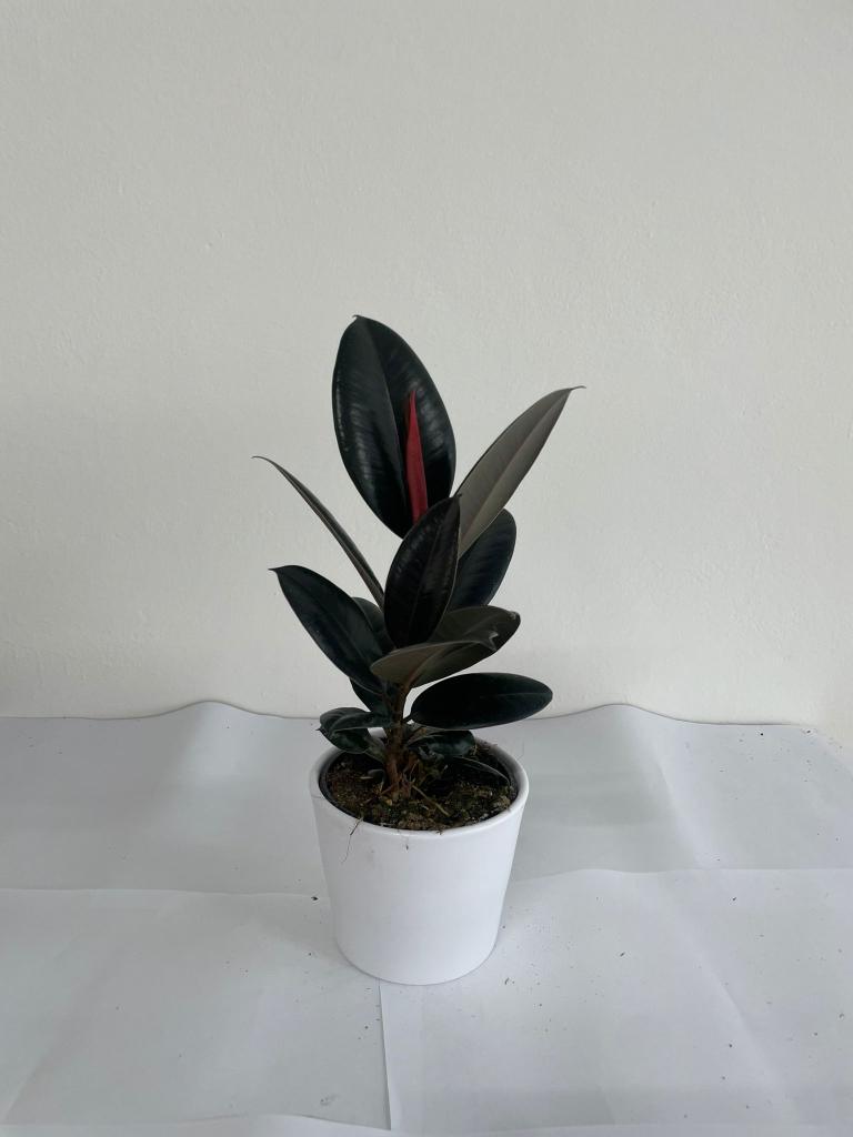 FICUS ABDJAN CE1711 BIANCO OPACO CER.
