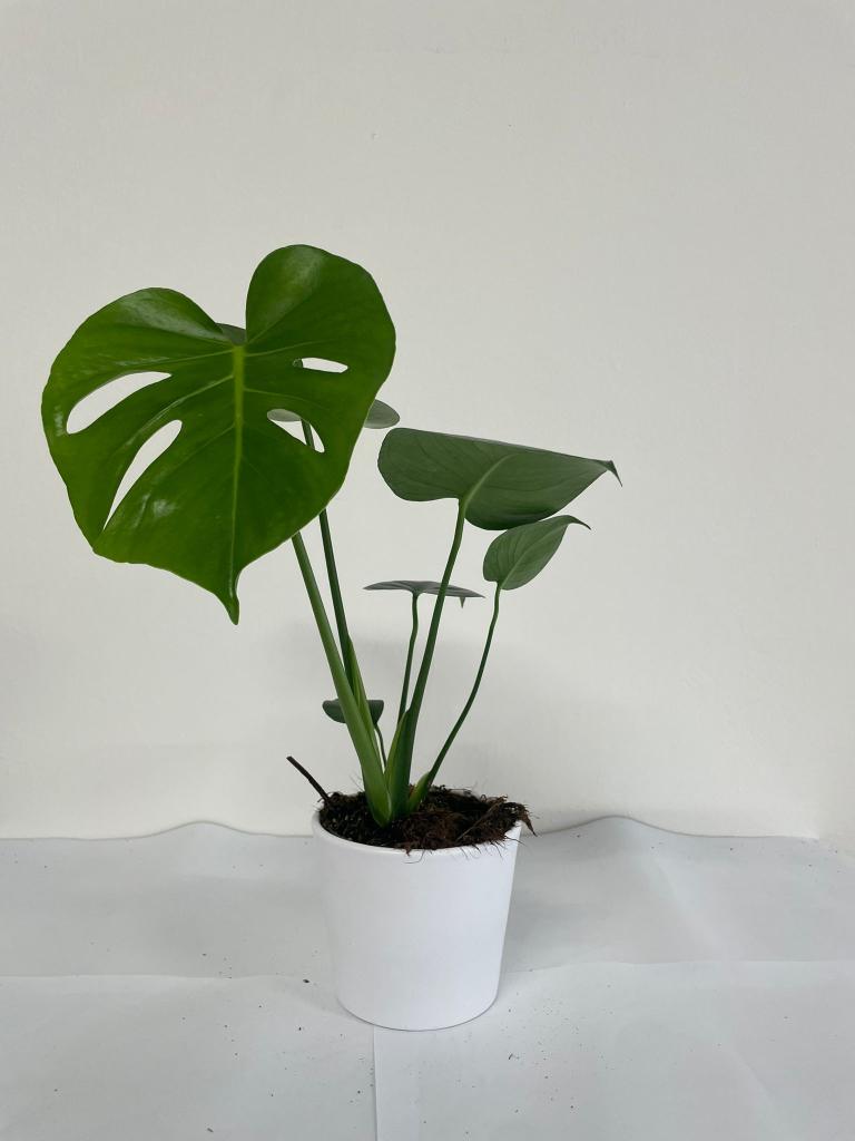 MONSTERA DELICIOSA CE1711 BIANCO OPACO CER.