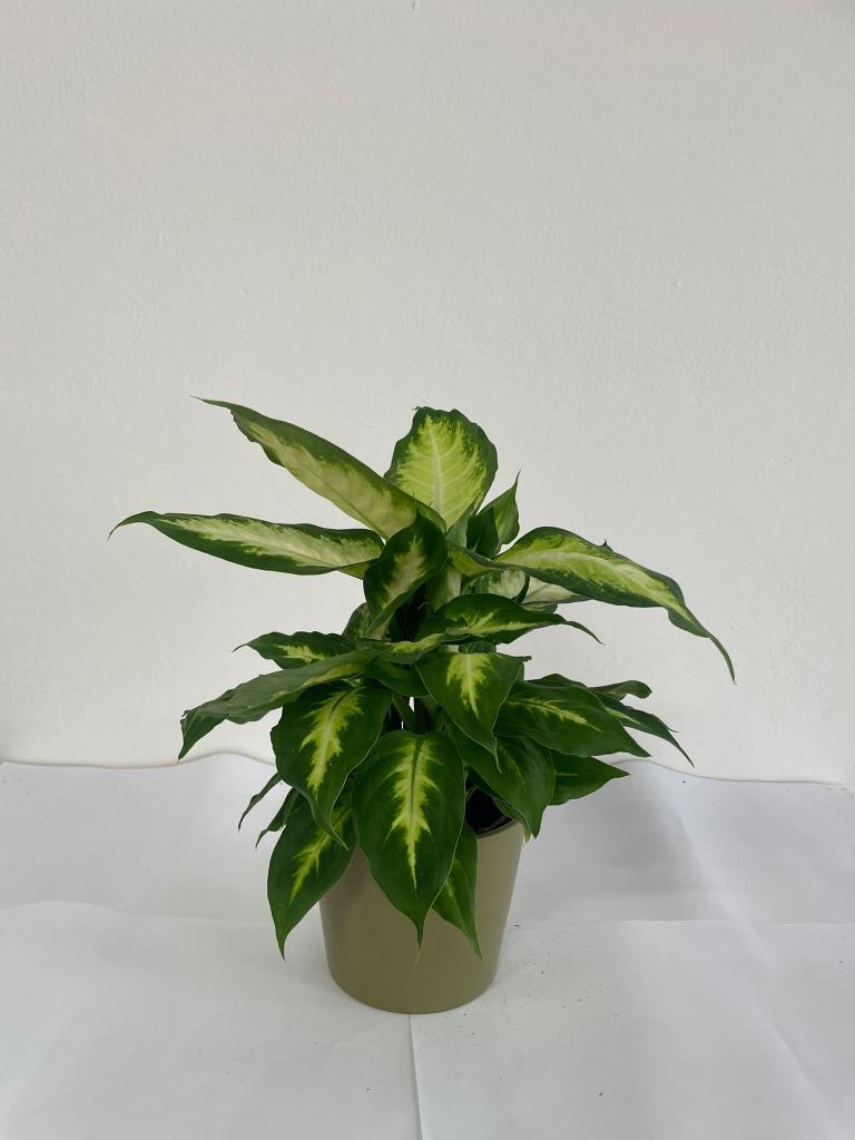 DIEFF. CAMILLA 1P CE1508 VERDE OLIVA OPACO CER.