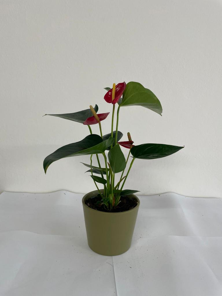 ANTHURIUM ANDREANUM CE1508 VERDE OLIVA OPACO CER.