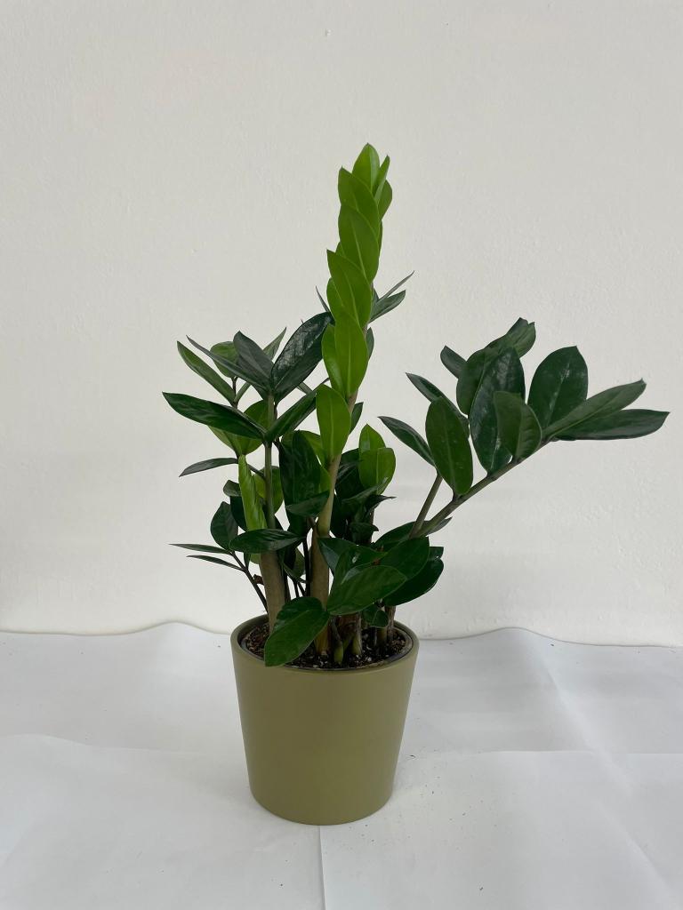 ZAMIOCULCAS CE1508 VERDE OLIVA OPACO CER.