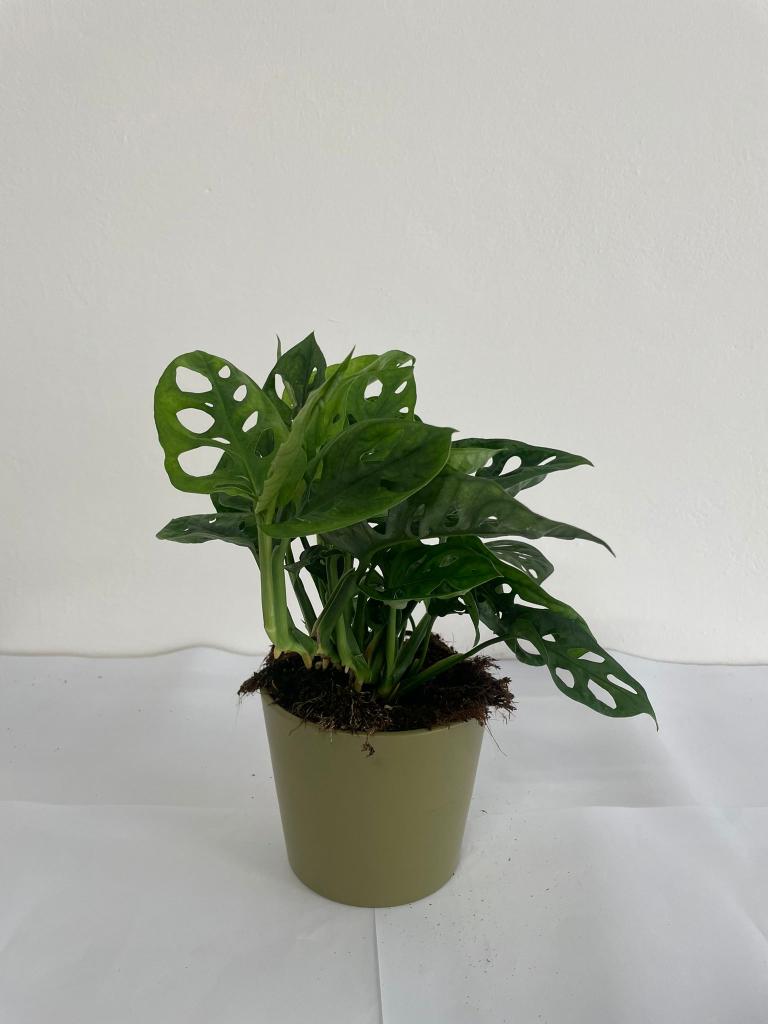 MONSTERA ADANSONII CE1508 VERDE OLIVA OPACO CER.