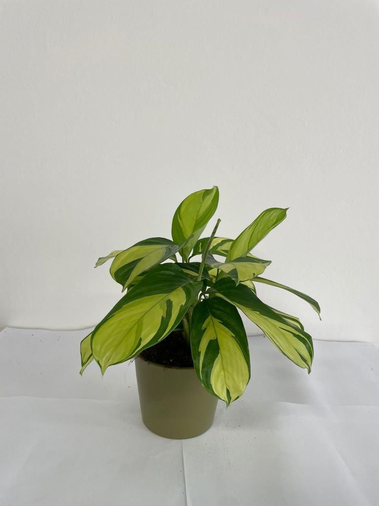 CALATHEA GOLDEN MOSAIC CE1508 VERDE OLIVA OPACO CE