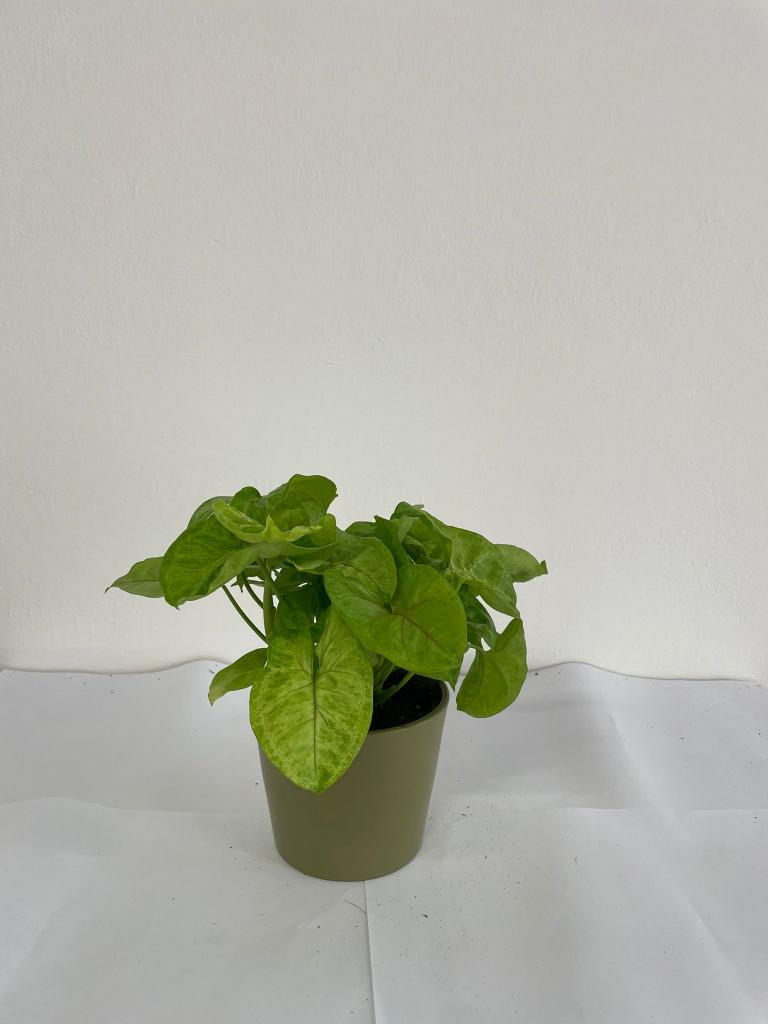 SYNGONIUM GOLDEN ALLUSION CE1508 VERDE OLIVA OPACO