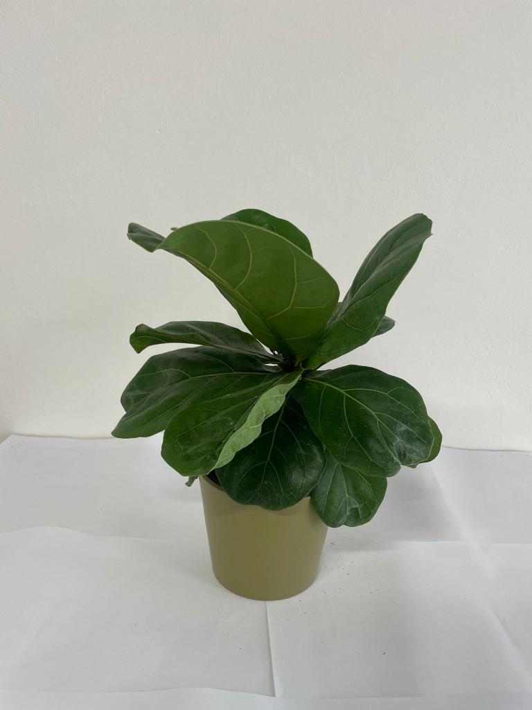 FICUS LYRATA CE1508 VERDE OLIVA OPACO CER.