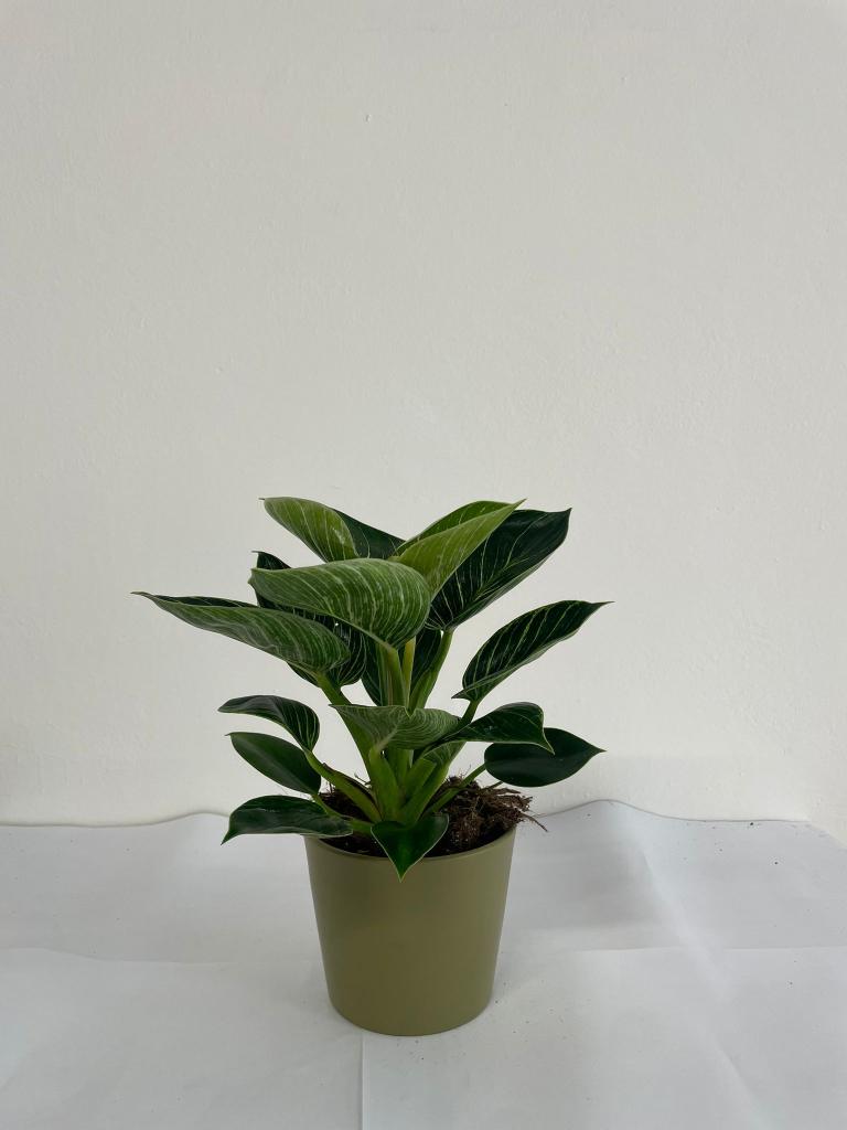 PHILODENDRON BIRKIN CE1508 VERDE OLIVA OPACO CER.