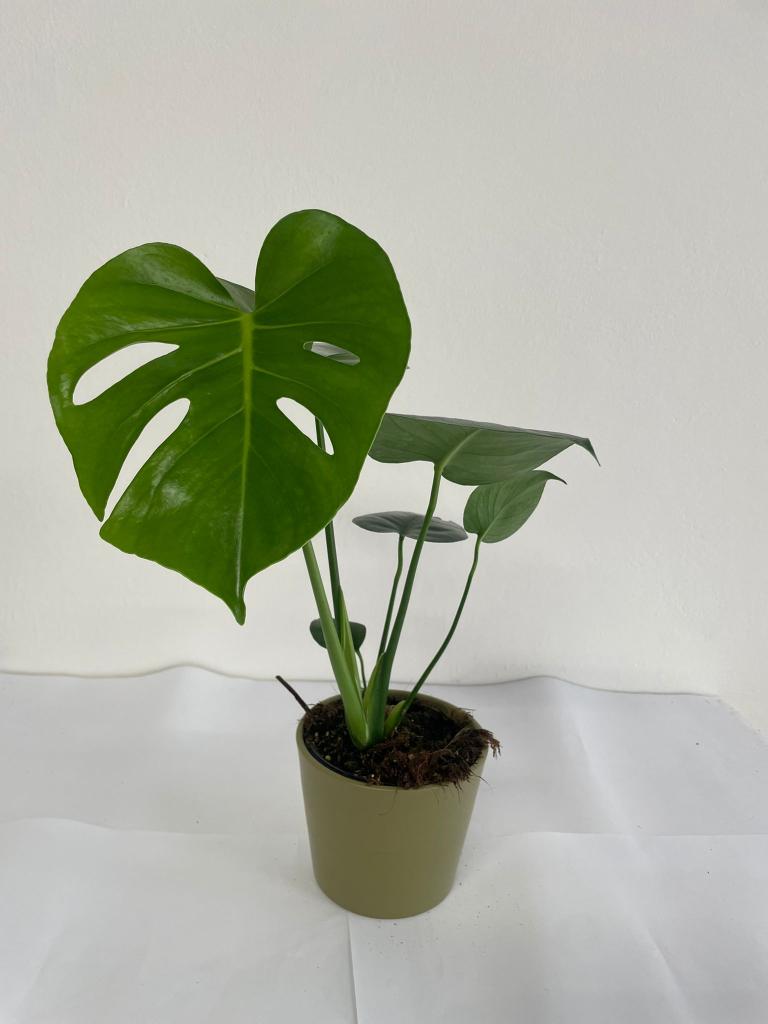 MONSTERA DELICIOSA CE1508 VERDE OLIVA OPACO CER.