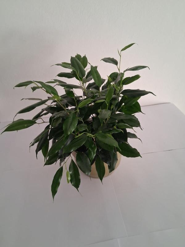 FICUS DANIELLE PO1508 VERDE OLIVA OPACO POT.
