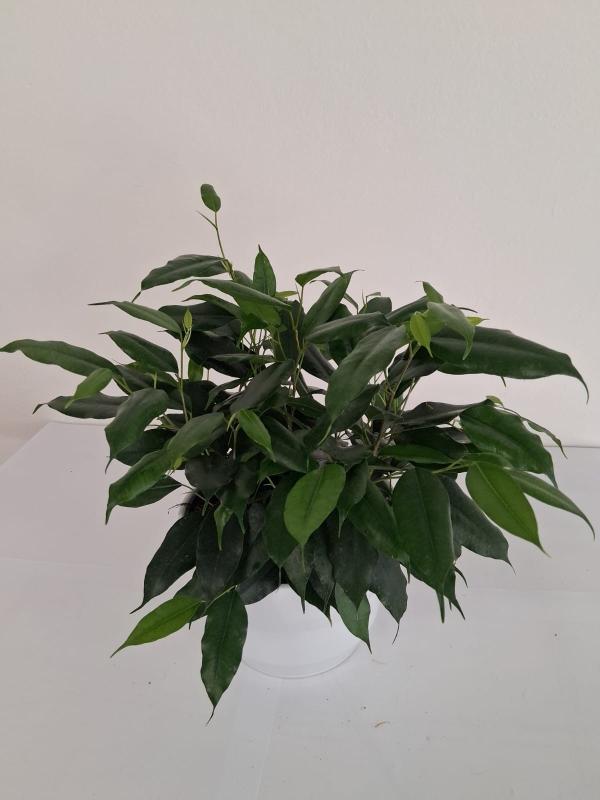 FICUS DANIELLE PO1711 BIANCO OPACO POT.