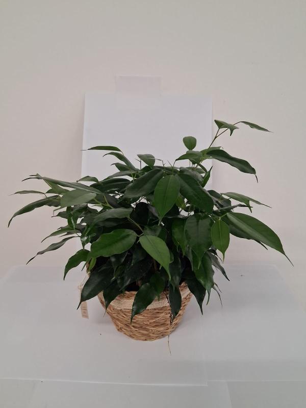 FICUS DANIELLE PO1913 ORO PERLATO POT.