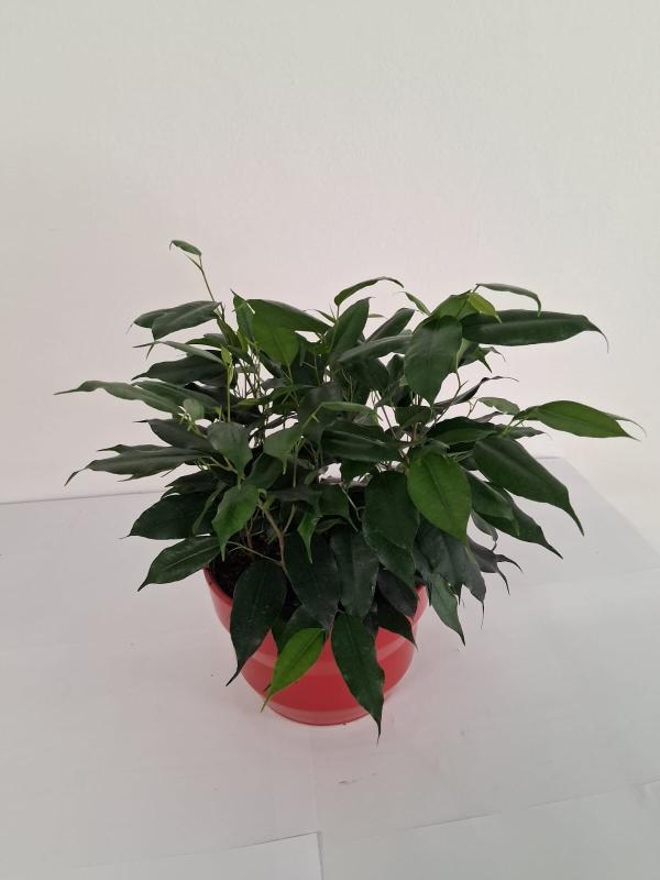 FICUS DANIELLE PO2014 ROSSO LUCIDO POT.
