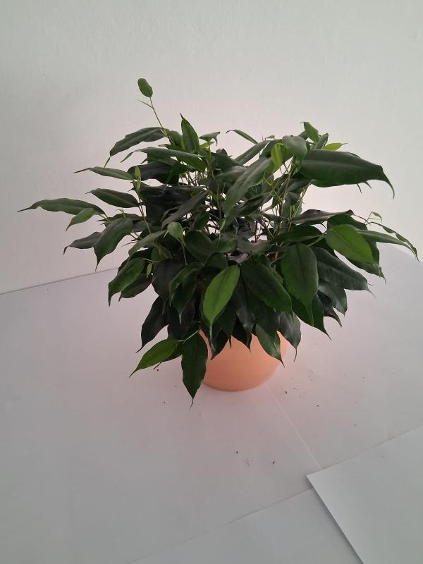 FICUS DANIELLE PO0615 TERRACOTTA SIENA POT.