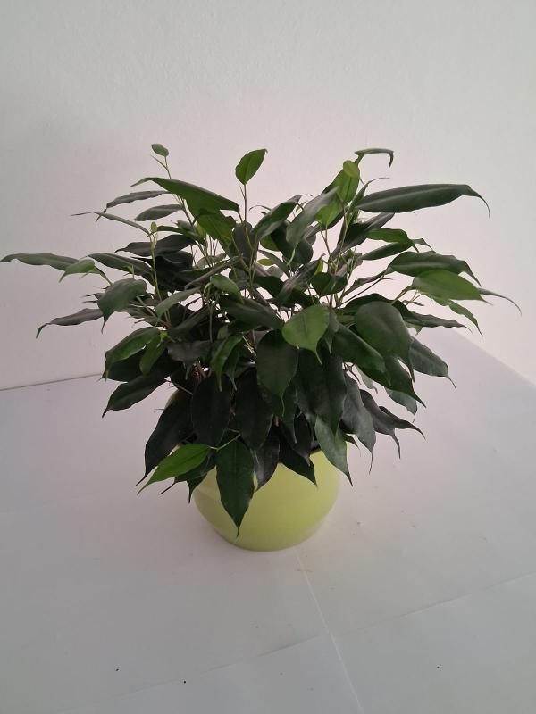 FICUS DANIELLE PO2516 VERDE CHIARO LUCIDO POT.