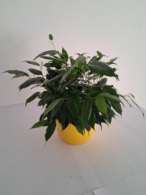 FICUS DANIELLE PO2117 GIALLO LUCIDO POT.