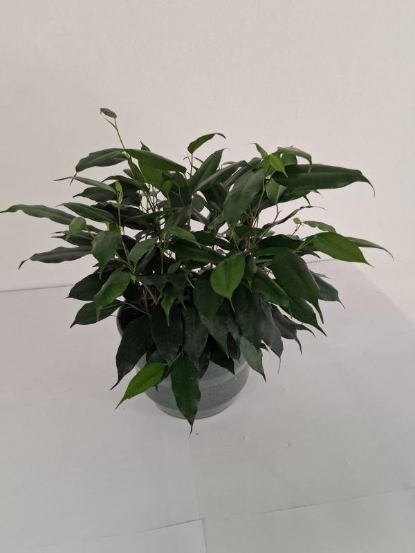 FICUS DANIELLE PO2518 VERDE SMALTATO MICROMACCHI P