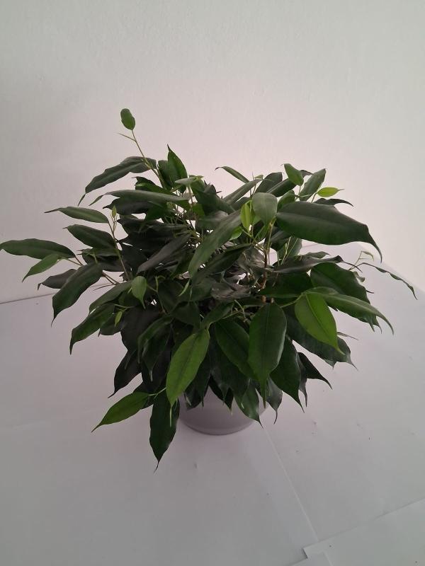 FICUS DANIELLE CE1609 GRIGIO BASALTO OPACO CER.