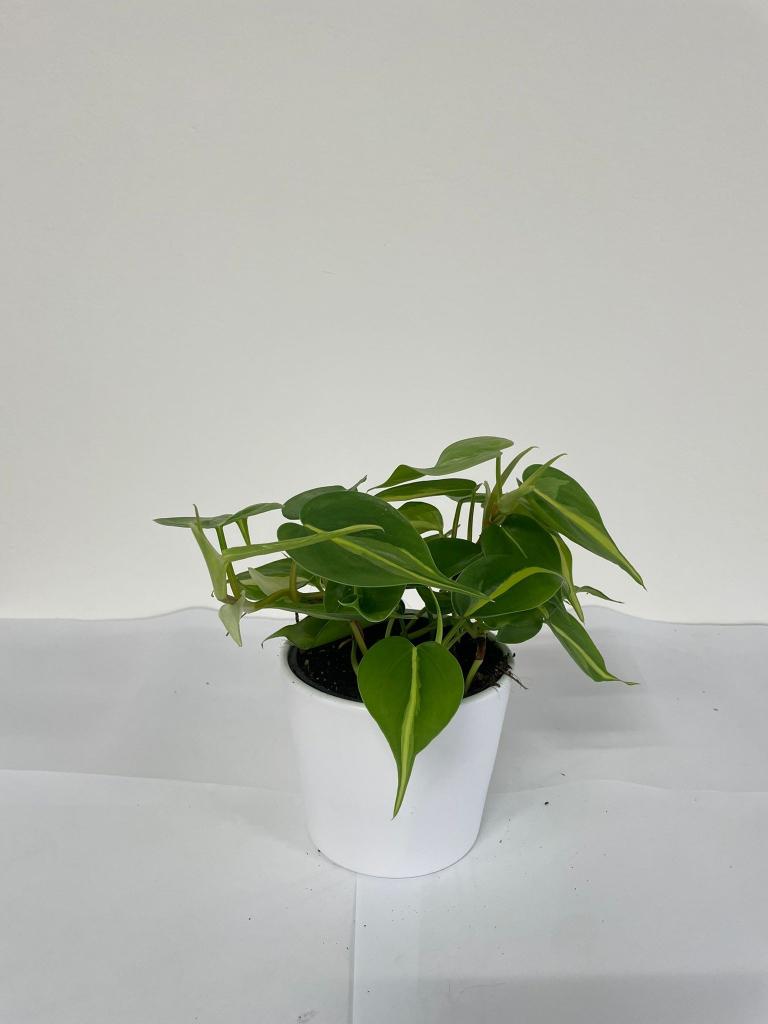 PHILODENDRON BRASIL CE1711 BIANCO OPACO CER.