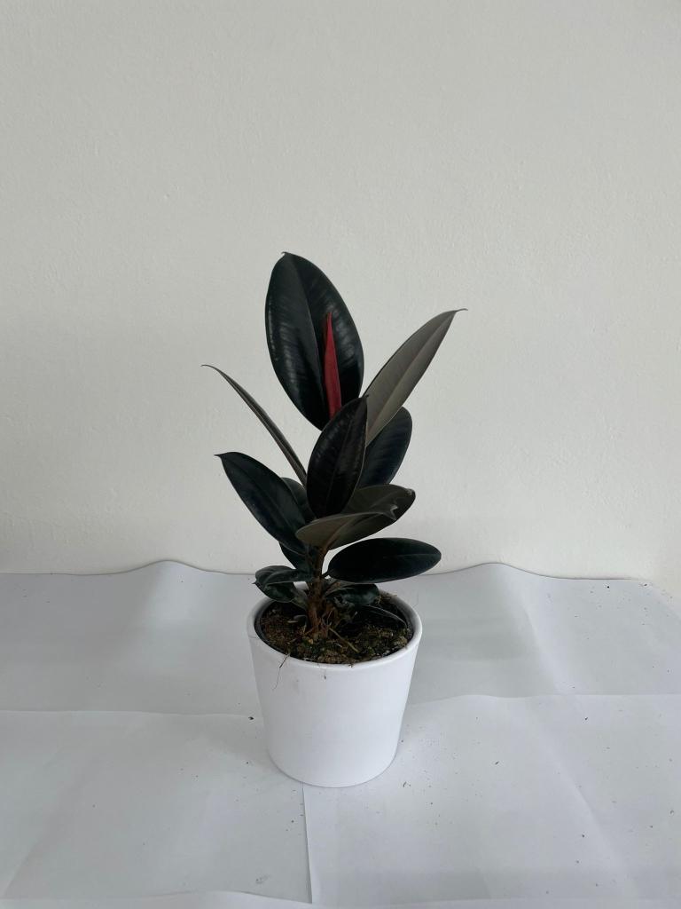 FICUS ABIDJAN SPRAY CE1711 BIANCO OPACO CER.