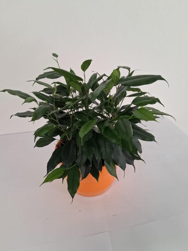 FICUS DANIELLE PO3026 ARANCIO LUCIDO POT.