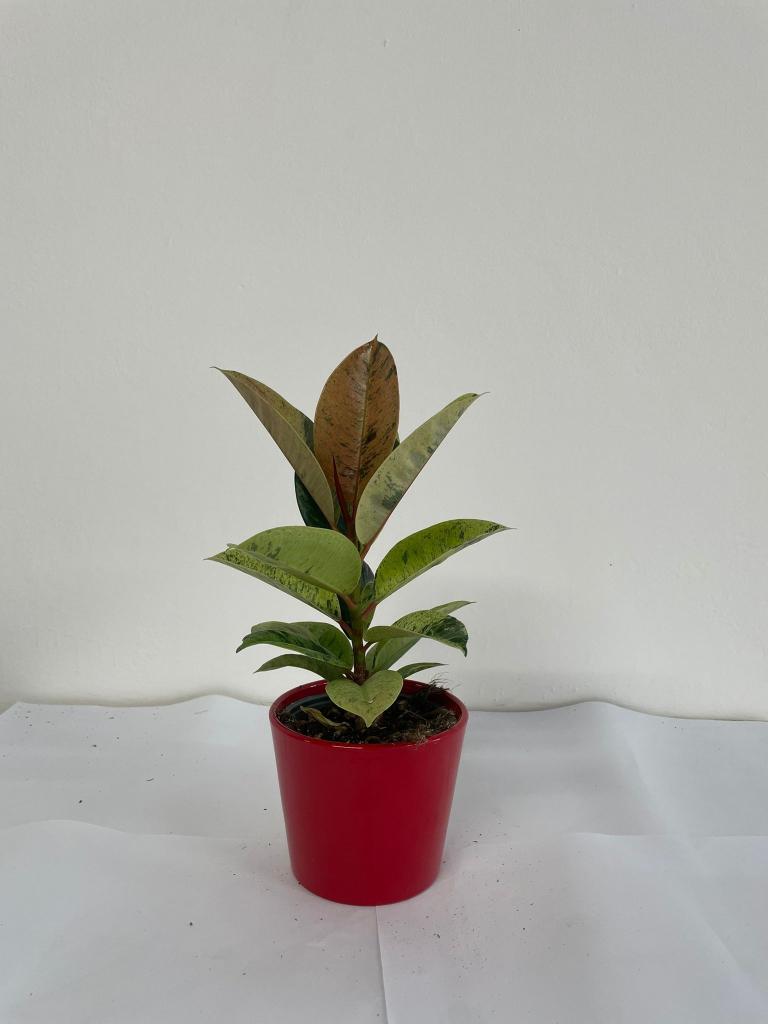 FICUS SHIVERIANA CE2014 ROSSO LUCIDO CER.