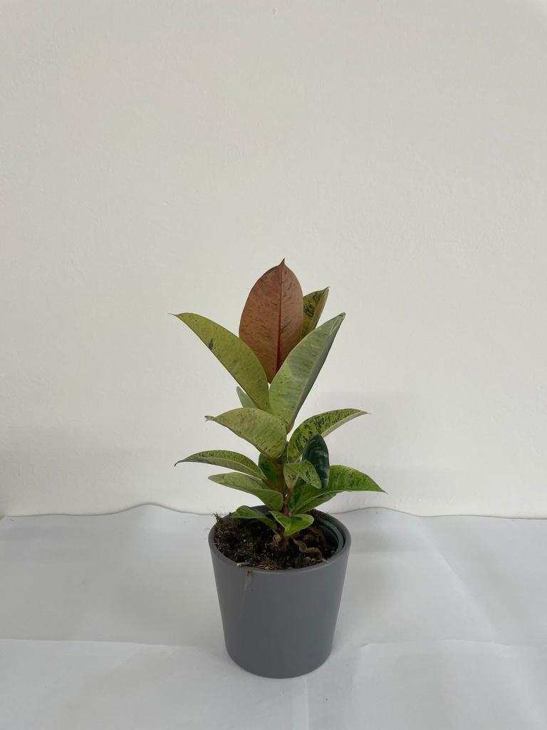 FICUS SHIVERIANA CE1609 GRIGIO BASALTO OPACO CER.