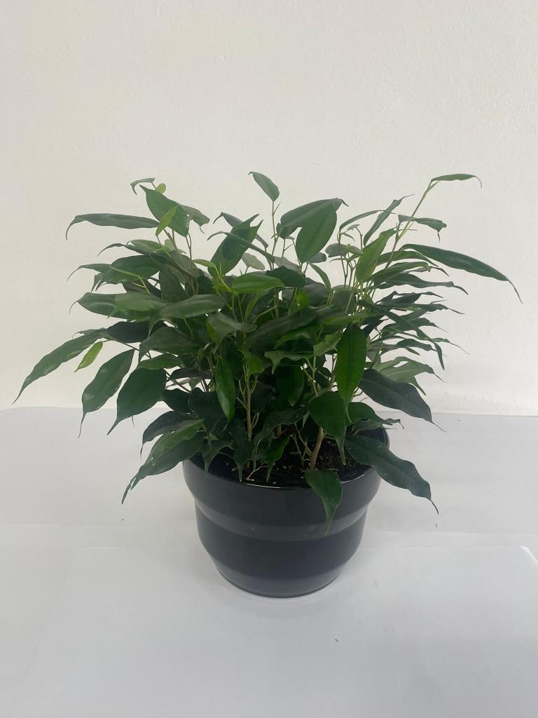 FICUS DANIELLE PO1812 NERO LUCIDO POT.