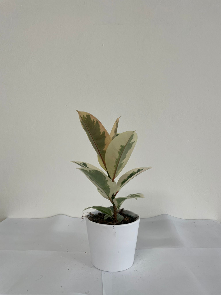 FICUS TINEKE CE1711 BIANCO OPACO CER.