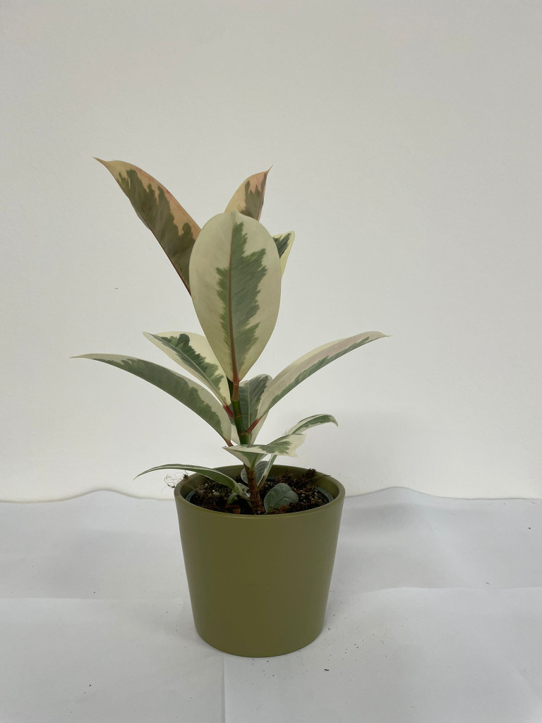 FICUS TINEKE CE1508 VERDE OLIVA OPACO CER.