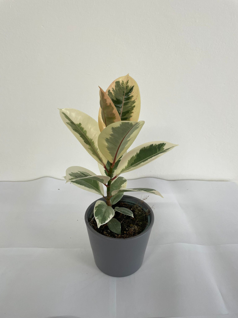 FICUS TINEKE CE1609 GRIGIO BASALTO OPACO CER.