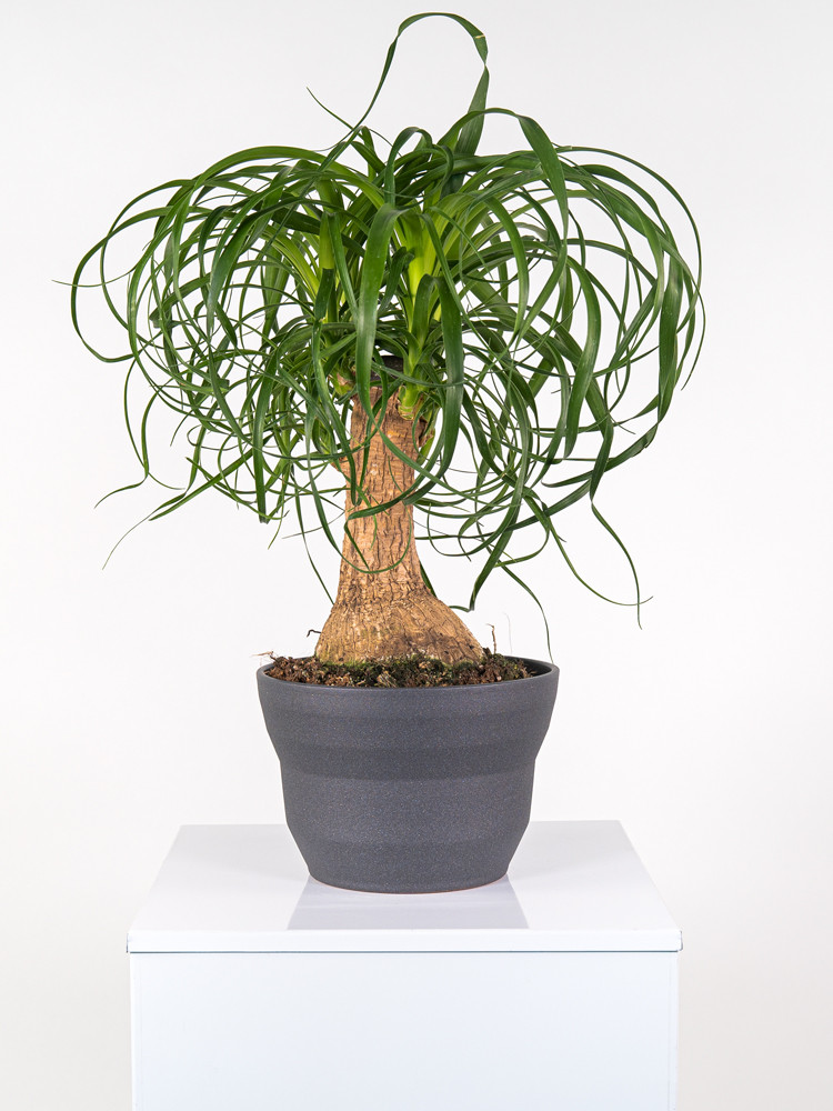 BEAUCARNEA CE2322 GRAFITE GLITTER CER.