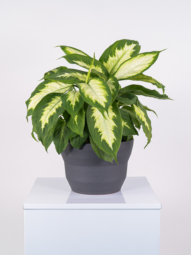 DIEFF. CAMILLA 3P CE2322 GRAFITE GLITTER CER.