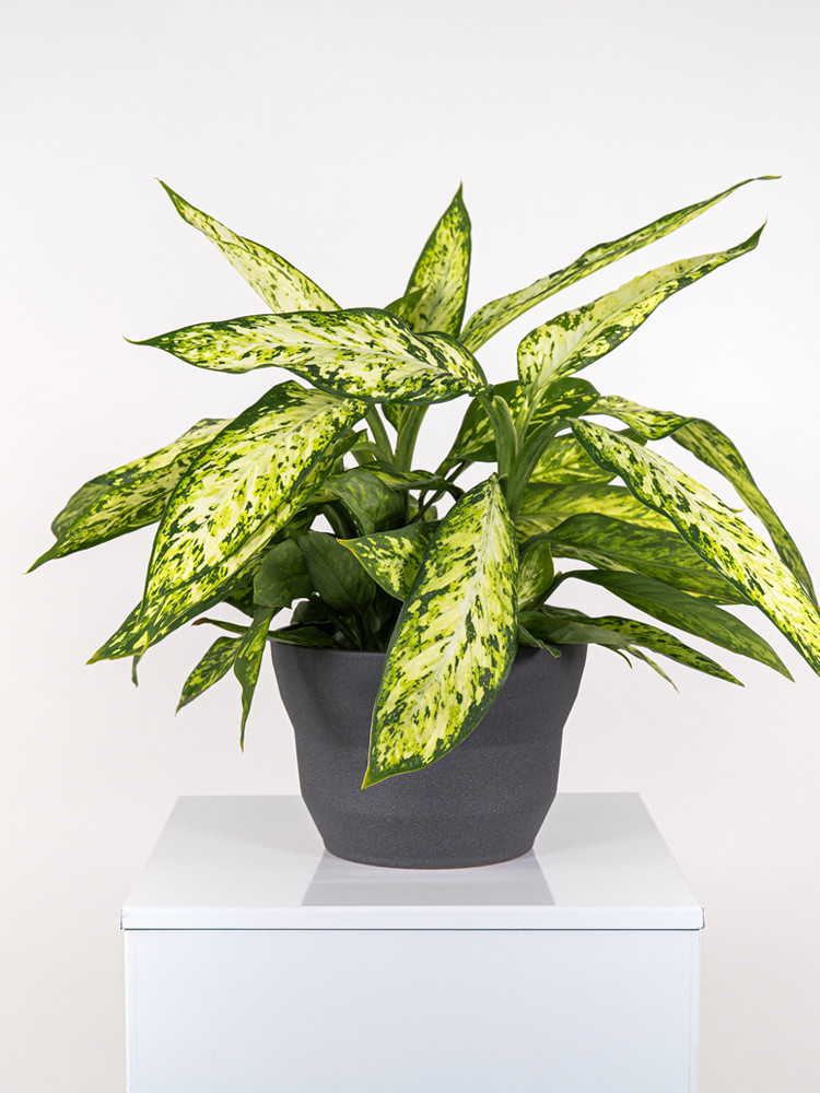 DIEFF. VESUVIO 3P CE2322 GRAFITE GLITTER CER.